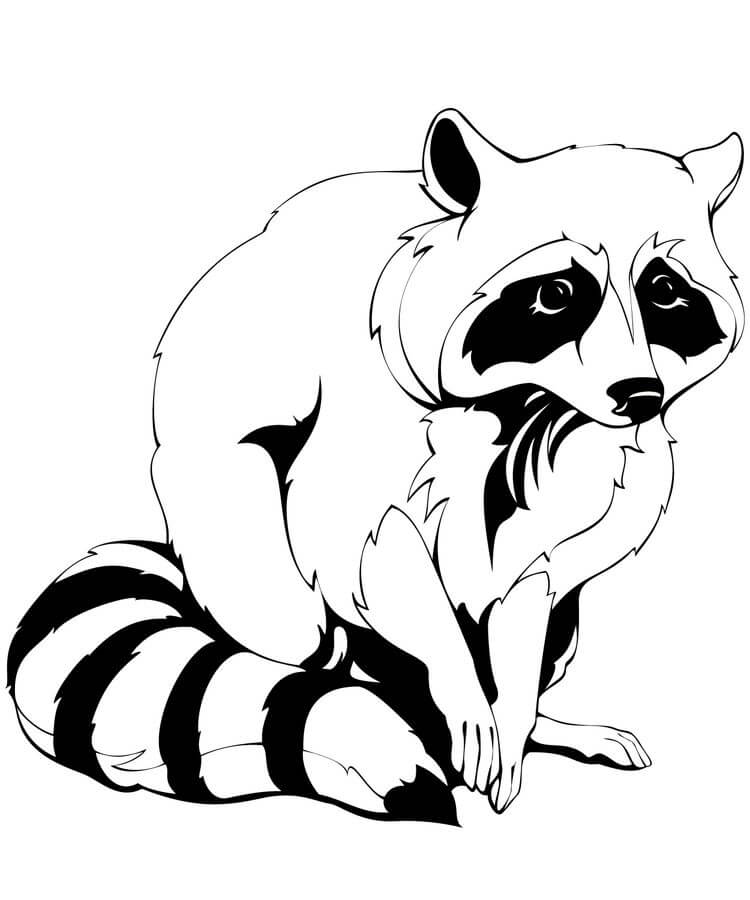 Dibujo de Lindo Mapache Sentado para Colorear y Imprimir