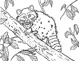 Dibujo de Mapache En Rama de Árbol para Colorear y Imprimir