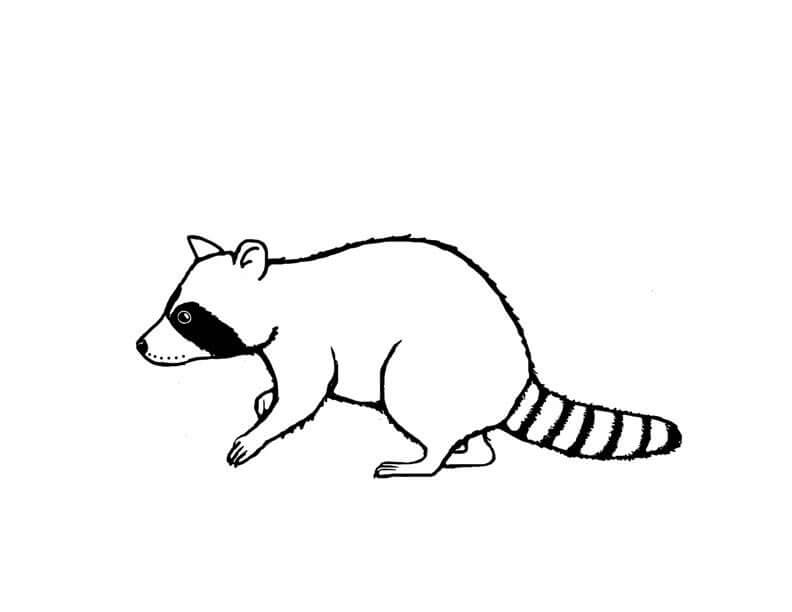 Dibujo de Mapache Impresionante para Colorear y Imprimir