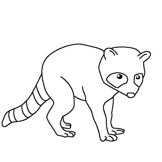 Dibujo de Mapache Perfecto para Colorear y Imprimir