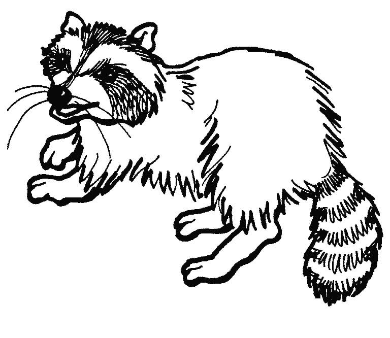 Dibujo de Mapache Simple para Colorear y Imprimir
