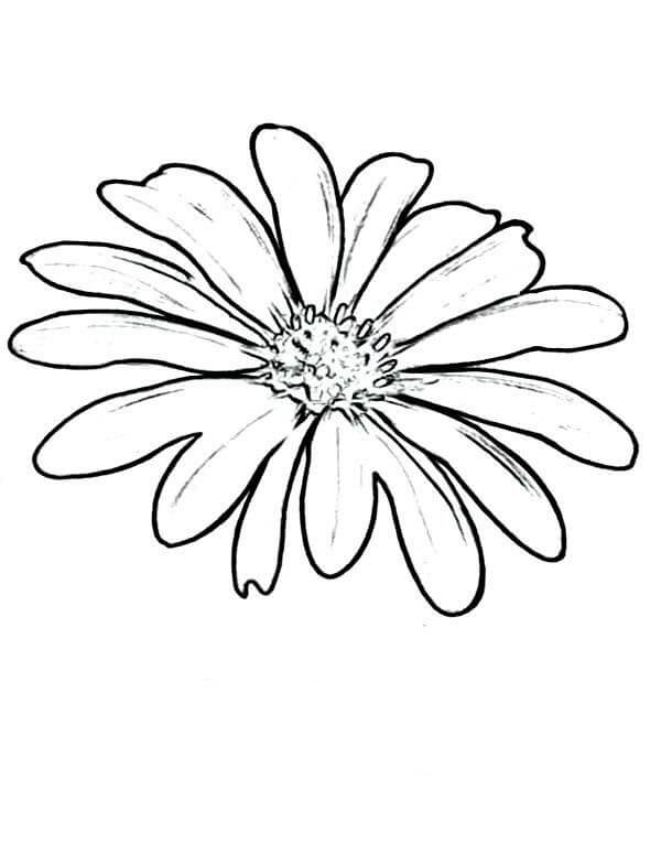 Dibujo de Bonita Margarita para Colorear y Imprimir