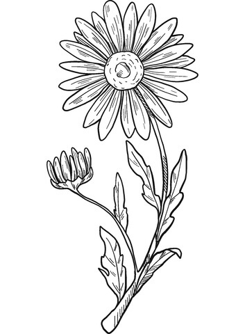 Dibujo de Dibujar a Mano Margarita para Colorear y Imprimir