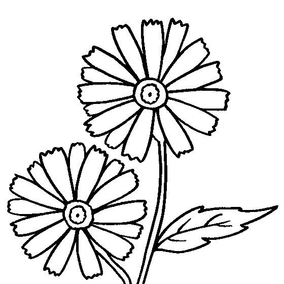 Dibujo de Gran Margarita para Colorear y Imprimir