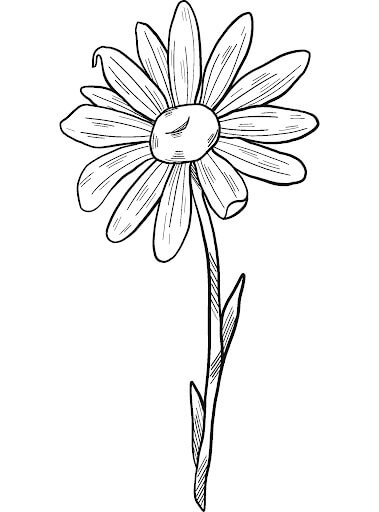 Dibujo de Margarita Básica para Colorear y Imprimir