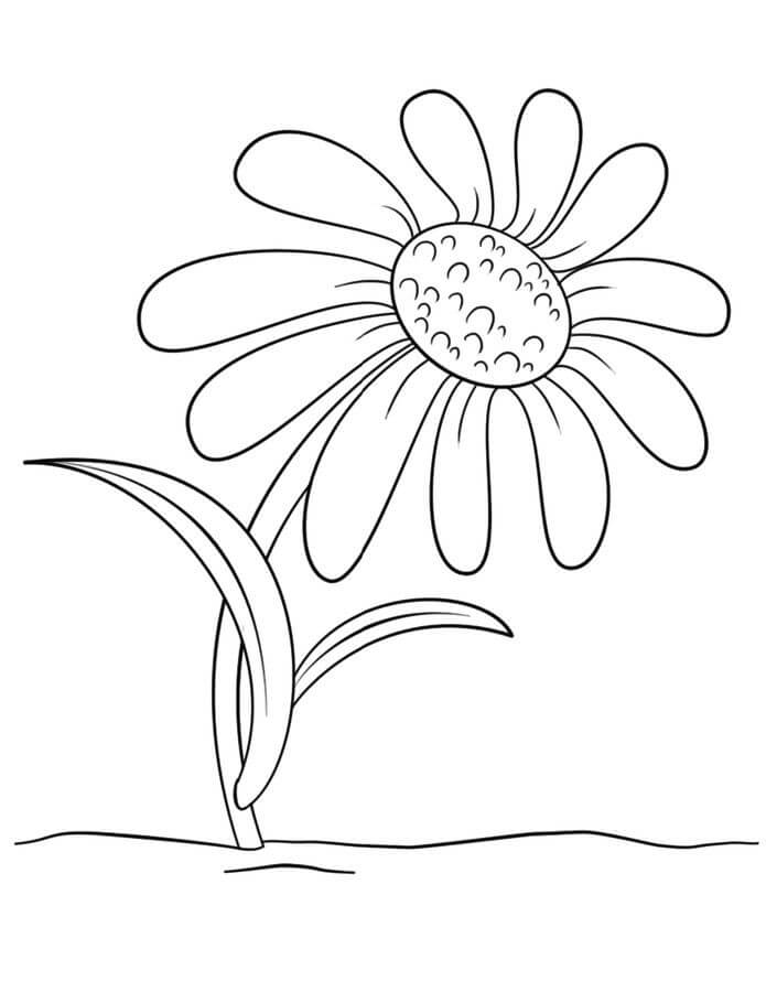 Dibujo de Margarita Perfecta para Colorear y Imprimir