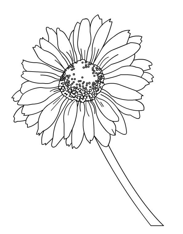 Dibujo de Una Margarita para Colorear y Imprimir
