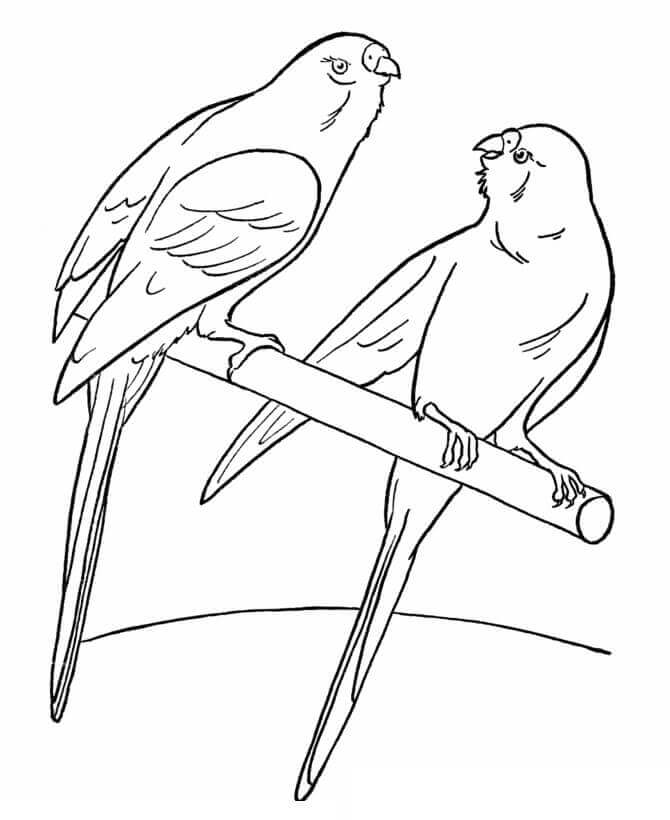 Mascotas para Colorear