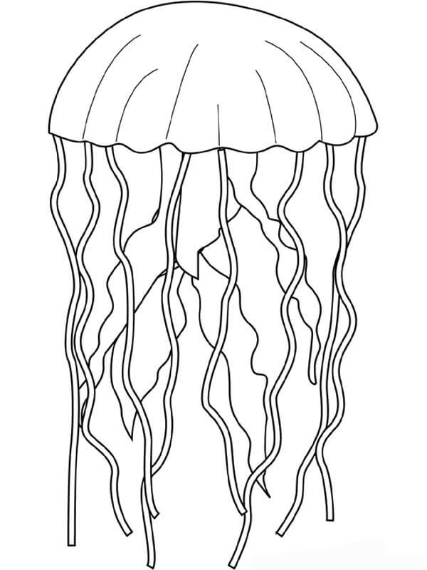 dibujo buena medusa para imprimir y colorear
