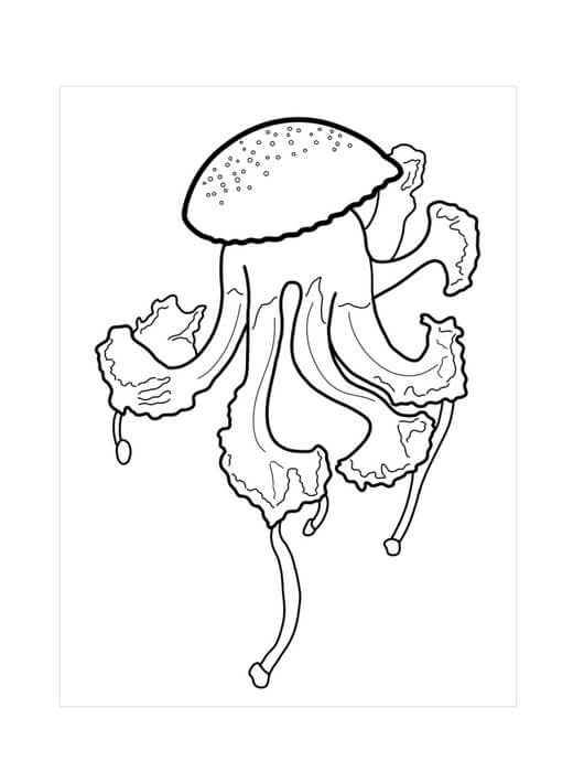 dibujo medusa dulce para imprimir y colorear