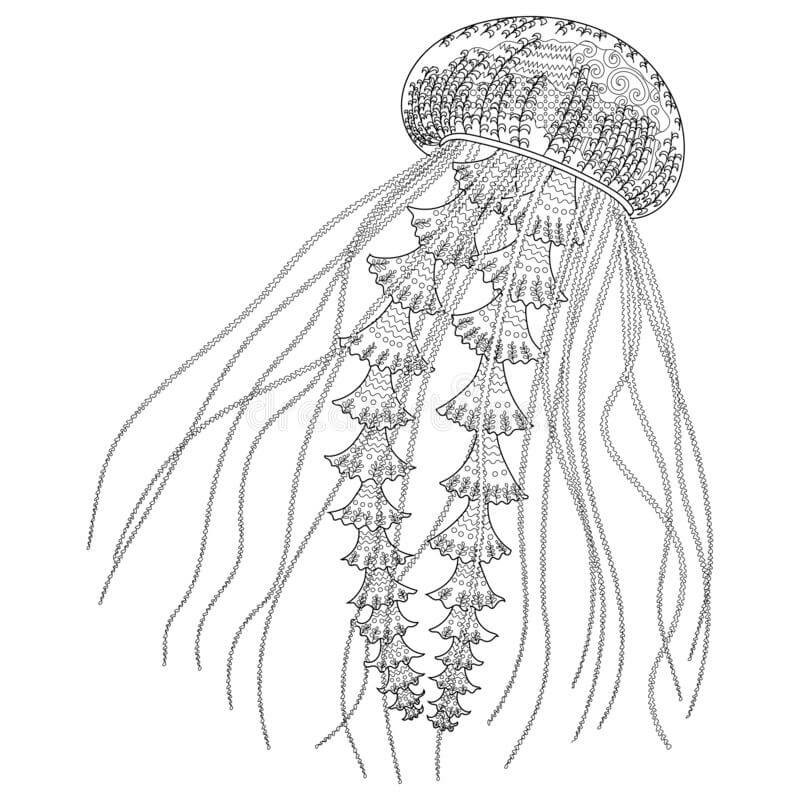 dibujo medusas muy detalladas para imprimir y colorear