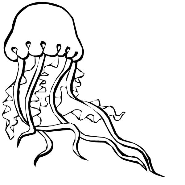 dibujo zentangle de medusas para imprimir y colorear