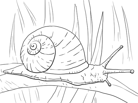 dibujos caracol de hoja larga para colorear