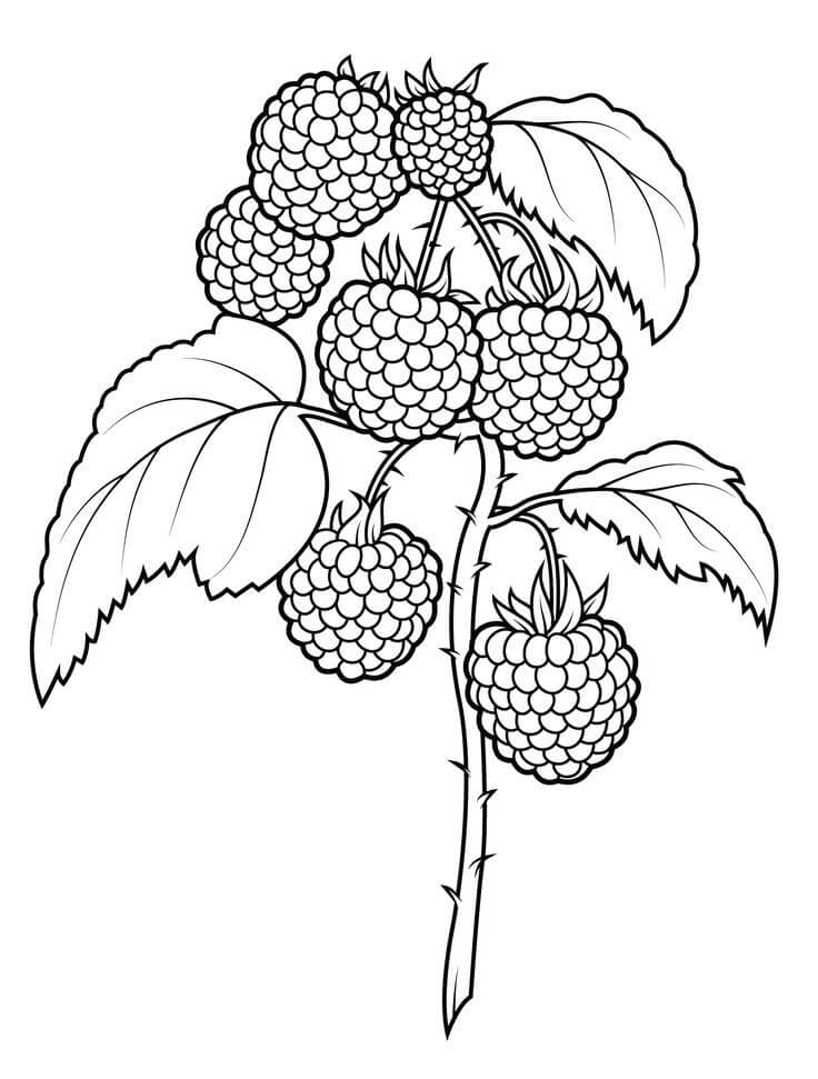 dibujo arbol de mora para colorear