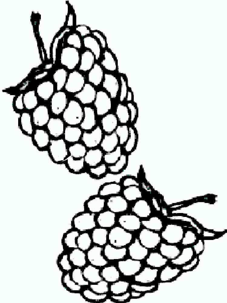 dibujo blackberry para colorear