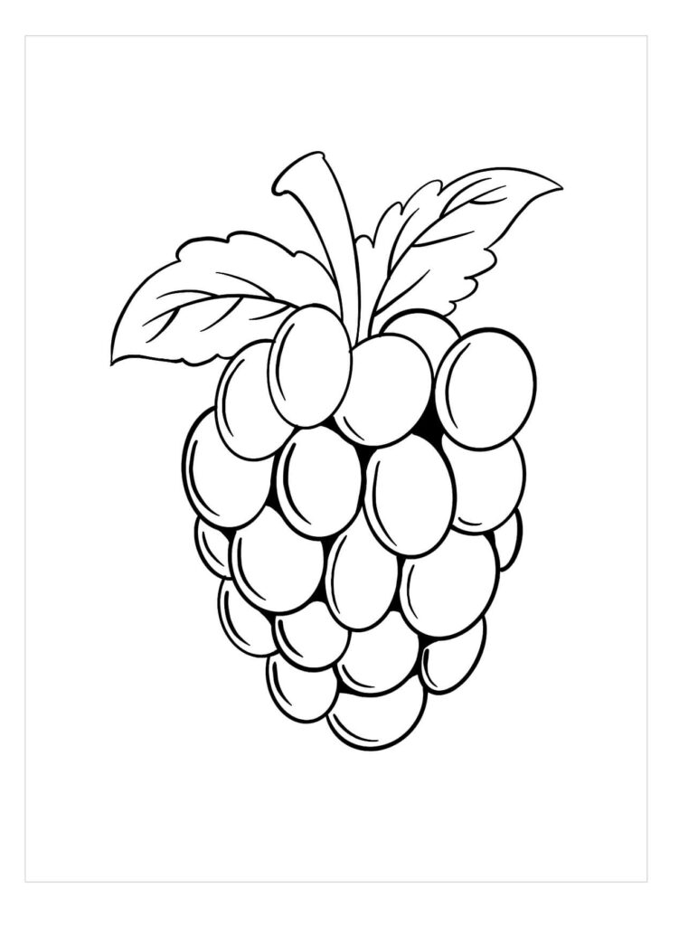 Dibujo Blackberry Simple Para Colorear