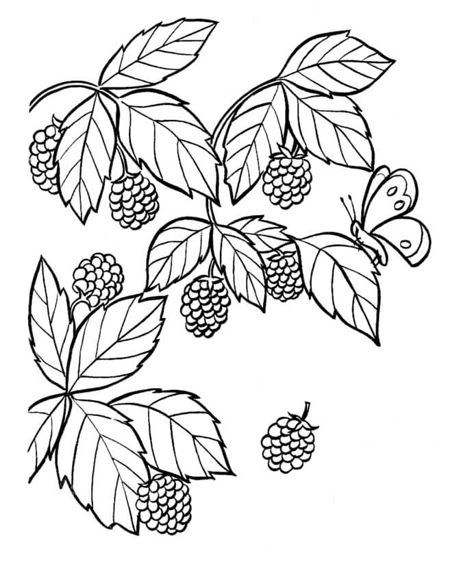 dibujo blackberrys y mariposa para colorear