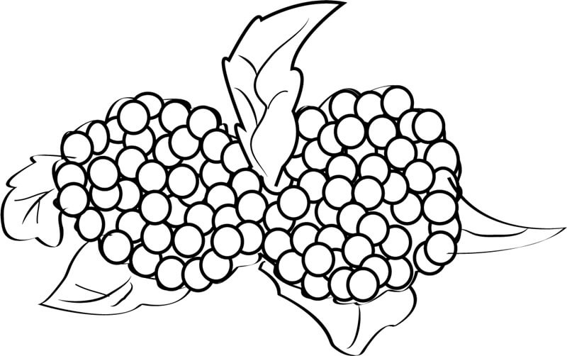 dibujo dos moras para colorear