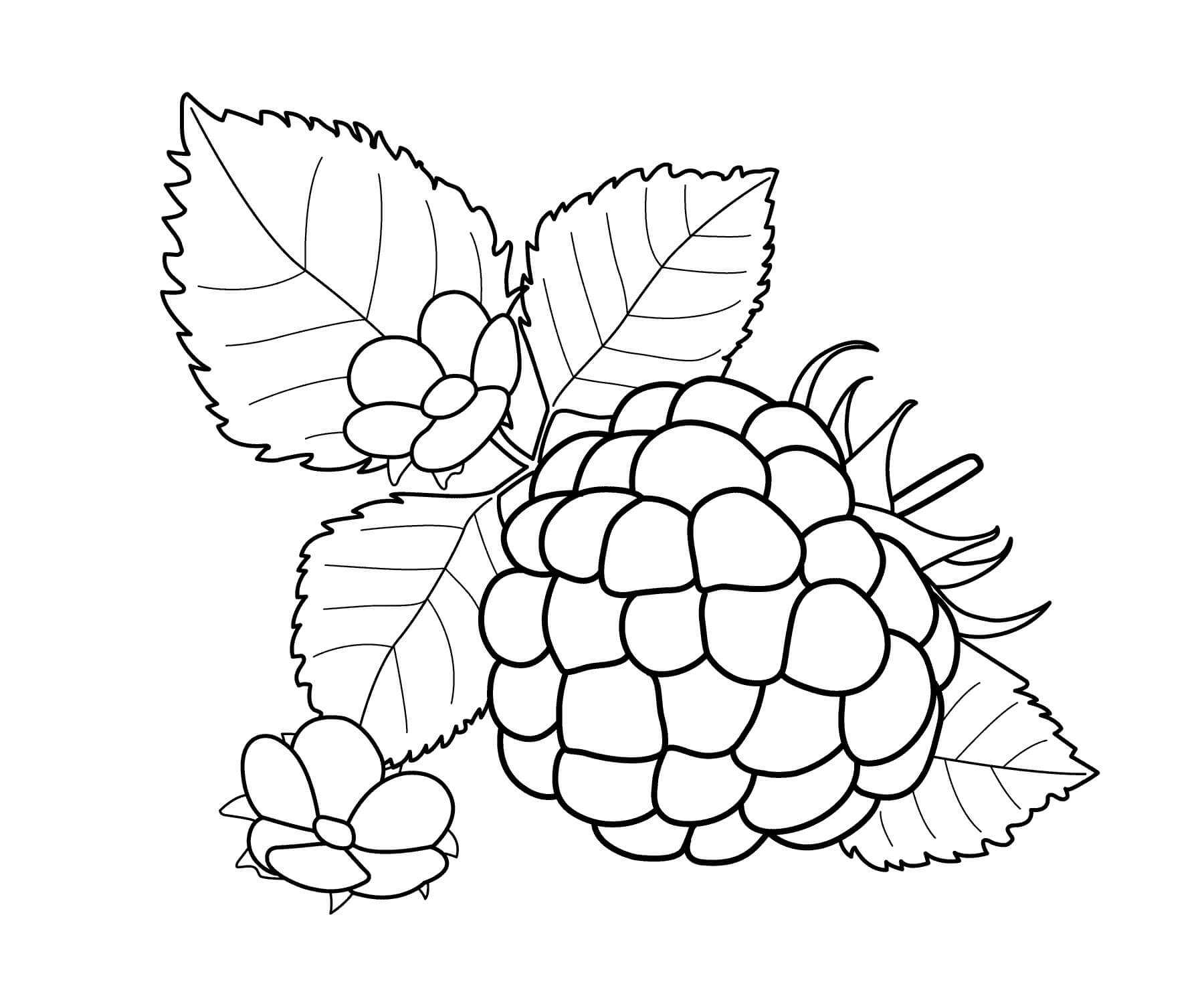 dibujo mora con hoja para colorear