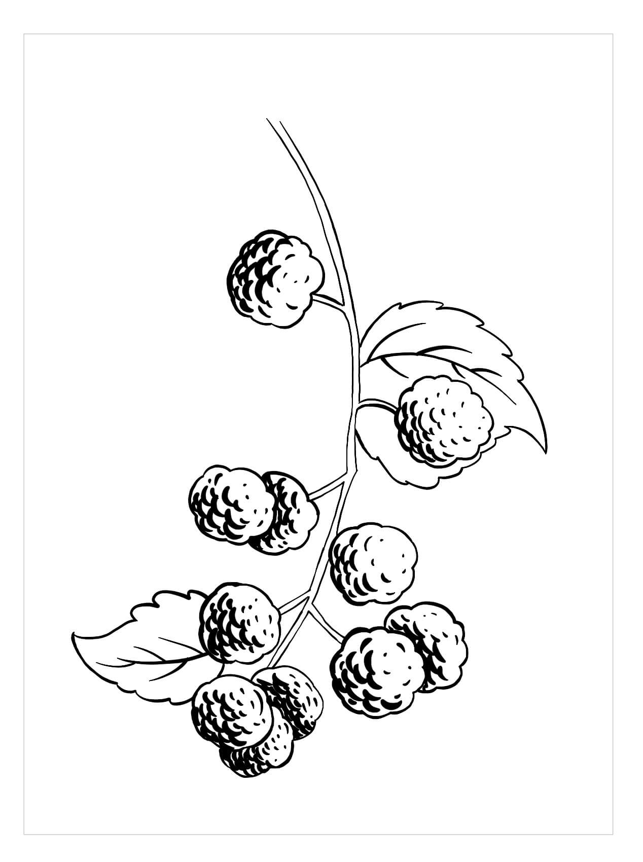 dibujo mora dulce para colorear