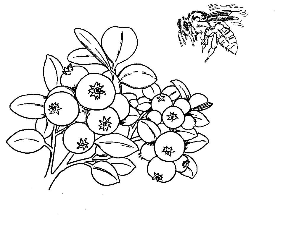 dibujo mora y abeja para colorear