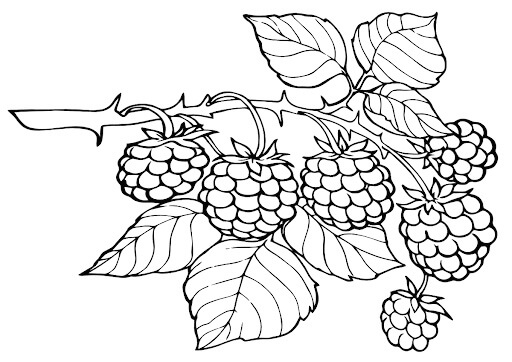 dibujo seis moras en rama de arbol para colorear