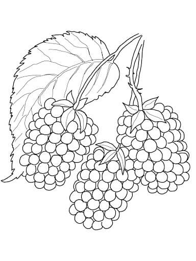 dibujo tres moras basicas para colorear