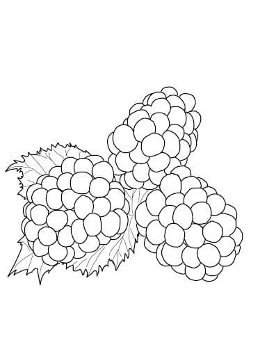 dibujo tres moras impresionantes para colorear