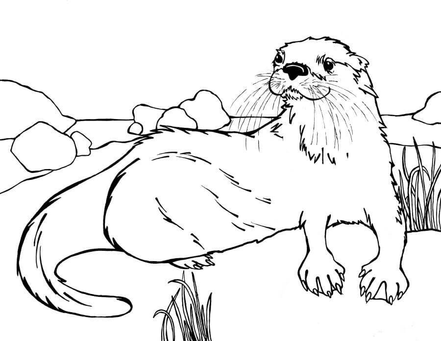 dibujo nutria acostado para imprimir y colorear