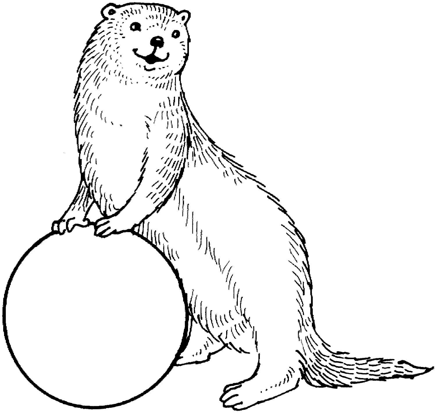 dibujo nutria con pelota para imprimir y colorear