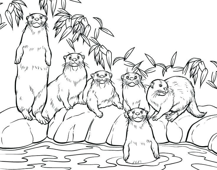 dibujo nutria familiar para imprimir y colorear