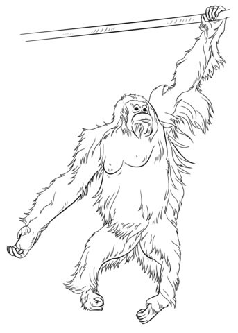 Orangután para Colorear