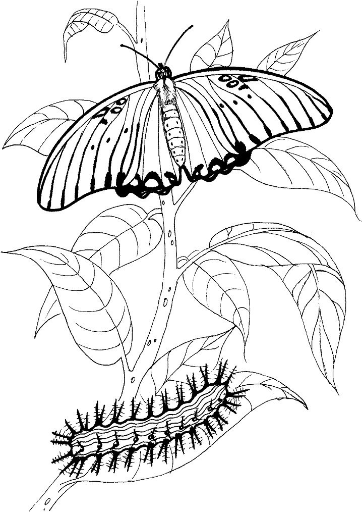 dibujo mariposa y oruga para imprimir y colorear