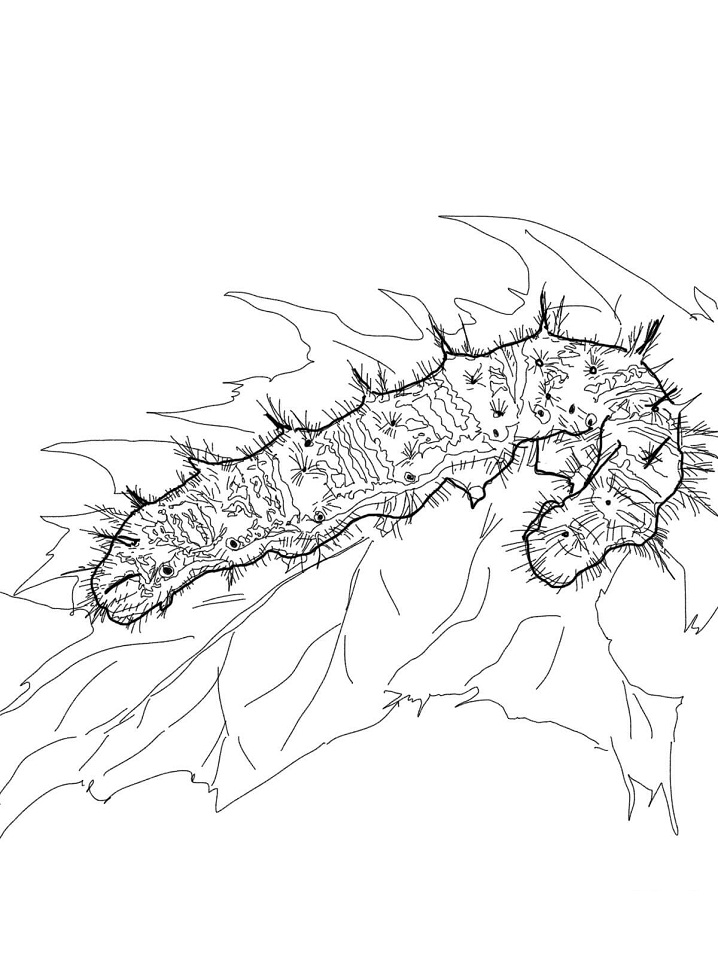 dibujo senora caterpillar para imprimir y colorear