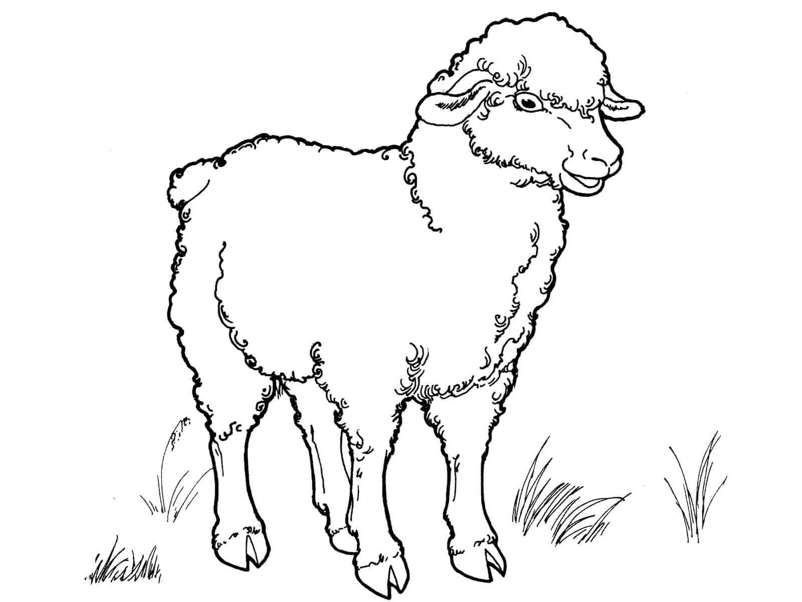 dibujo bonito oveja para imprimir y colorear