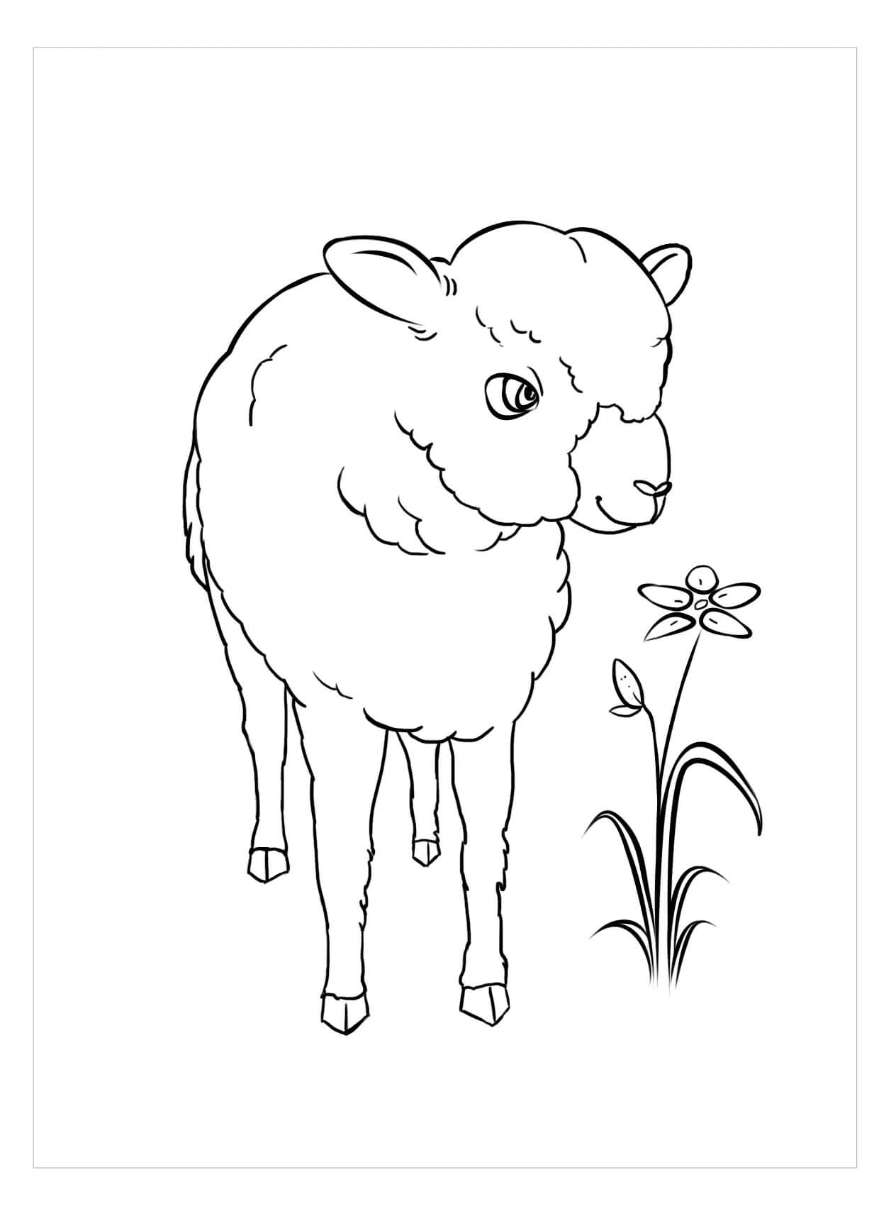 dibujo oveja con flor para imprimir y colorear