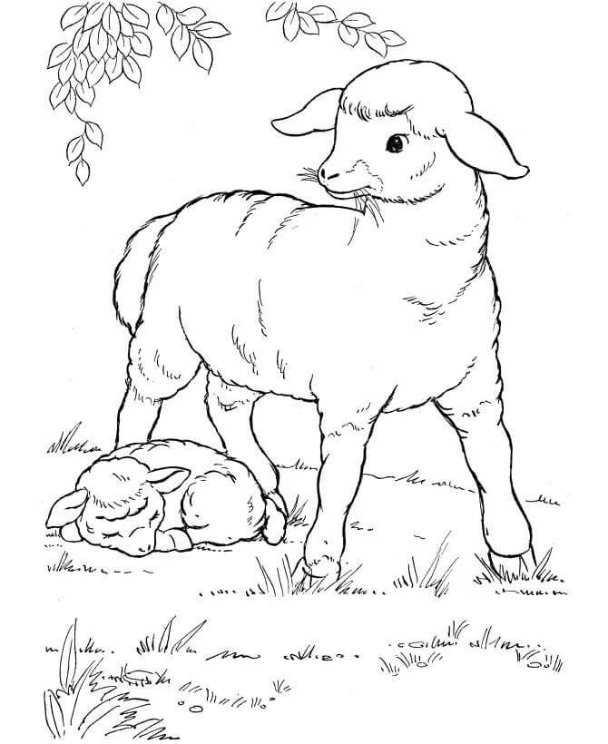dibujo ovejas basicas para imprimir y colorear
