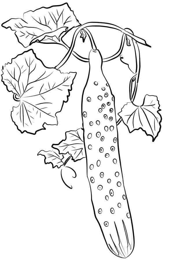 dibujo pepino alto para colorear