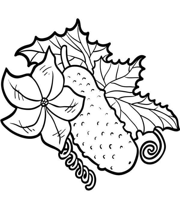 dibujo pepino con flor y hojas para colorear