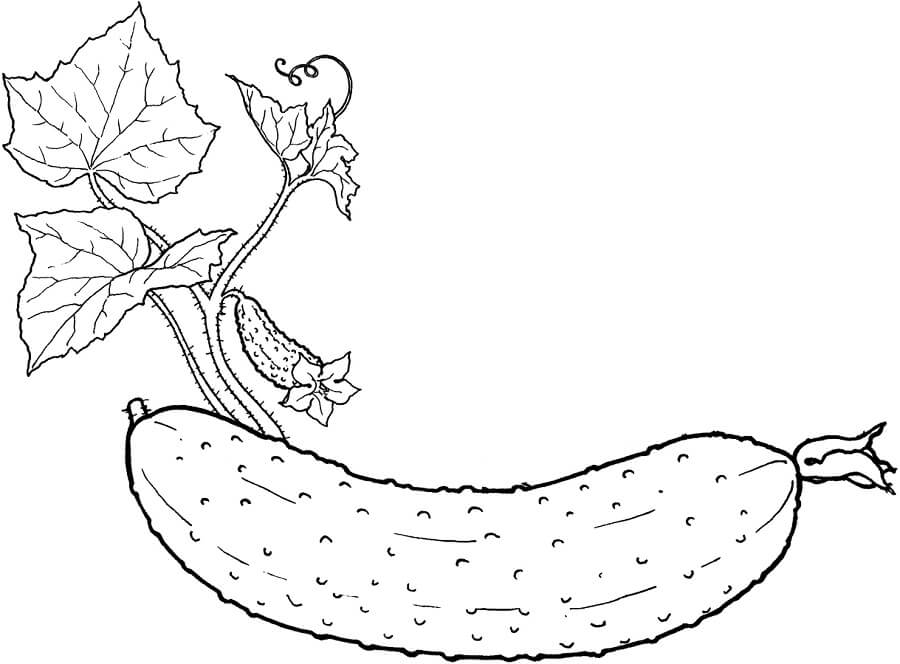 dibujo pepino con hojas para colorear