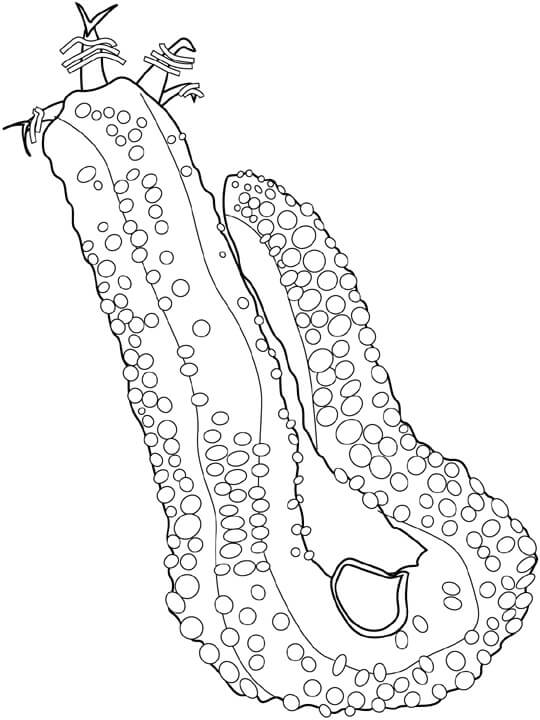 dibujo pepino de mar para colorear