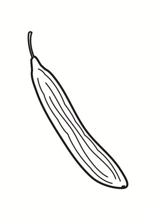 dibujo pepino largo para colorear
