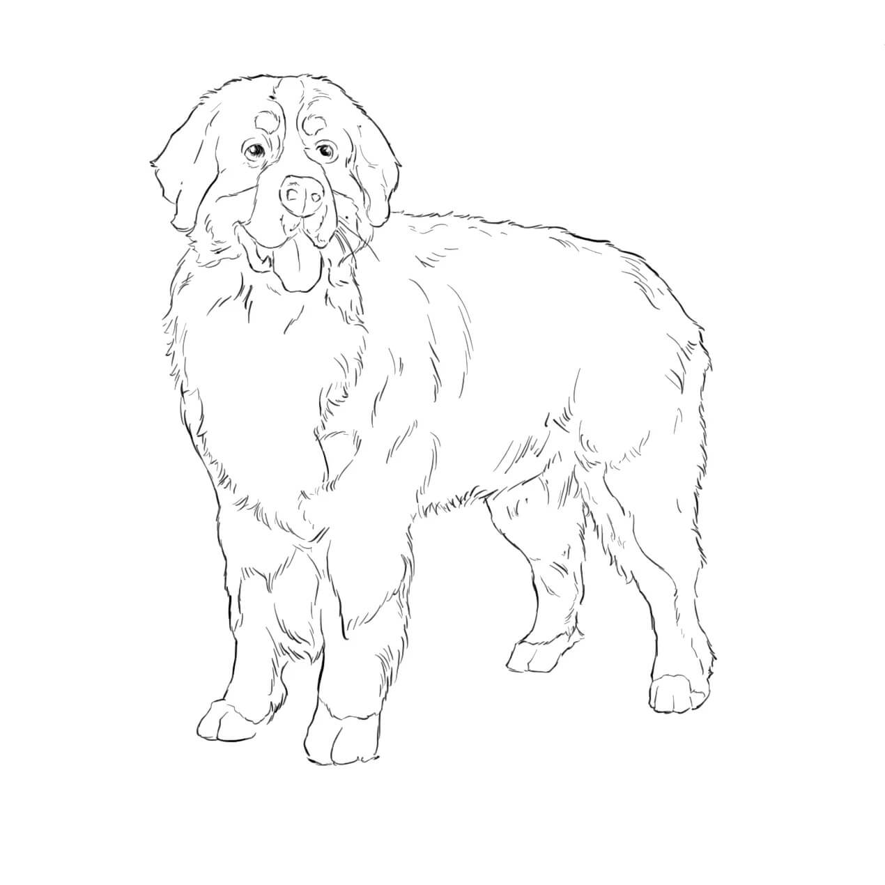 dibujo perro de montana birmano suizo colorear