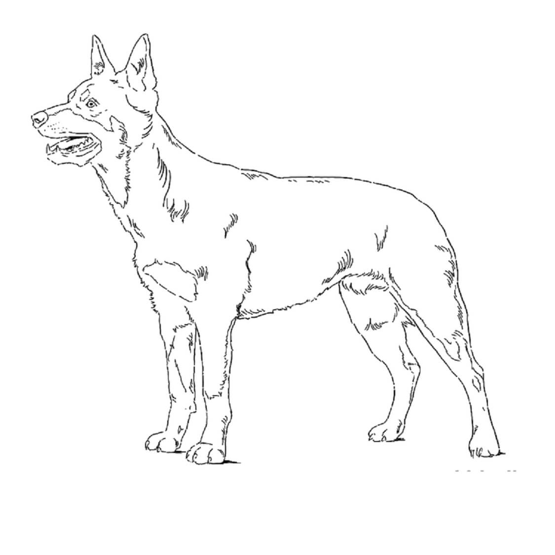dibujo perro kelpie colorear