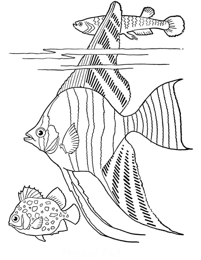 dibujo tres peces colorear