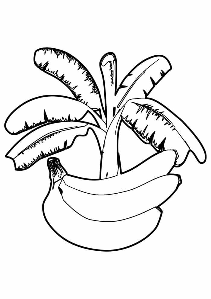 dibujo platano con arbol de platano para colorear
