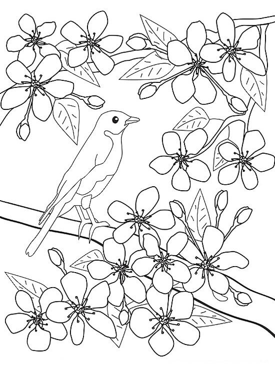 dibujos pajaro y flor en primavera para colorear
