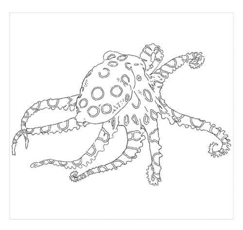 dibujo pulpo de anillo azul colorear