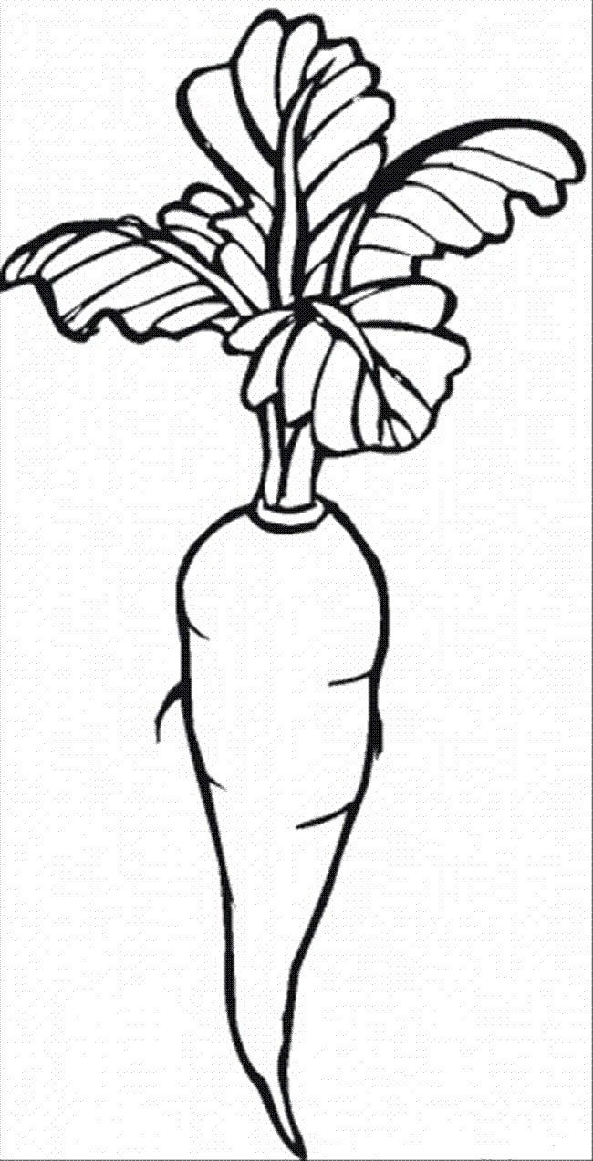 dibujo buen rabano para colorear
