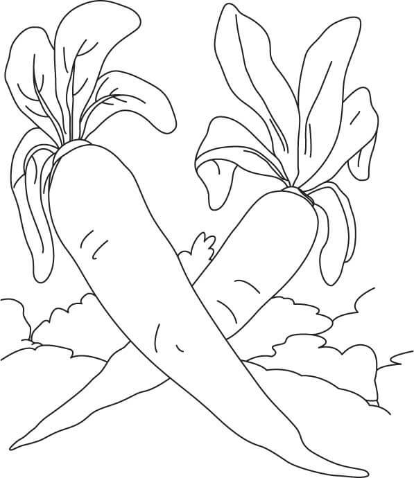 dibujo dos rabano simple para colorear